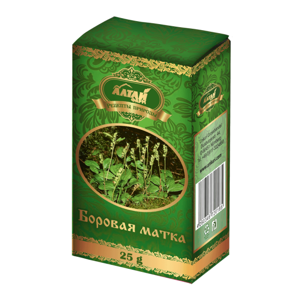 Wintergrün (Borovaja matka)